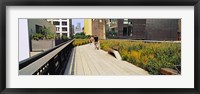 Framed Walkway in a linear park, High Line, New York City, New York State, USA