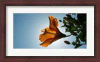 Framed Close-up of a Hibiscus flower in bloom, Oakland, California, USA