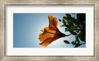 Framed Close-up of a Hibiscus flower in bloom, Oakland, California, USA