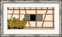 Framed Detail of half timber house and grape vines, Strumpfelbach, Baden-Wurttemberg, Germany