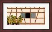 Framed Detail of half timber house and grape vines, Strumpfelbach, Baden-Wurttemberg, Germany