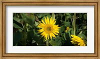 Framed Bee on sunflower, Baden-Wurttemberg, Germany