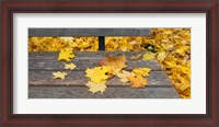 Framed Fallen leaves on a wooden bench, Baden-Wurttemberg, Germany