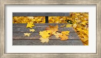 Framed Fallen leaves on a wooden bench, Baden-Wurttemberg, Germany