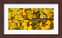 Framed Detail of autumn leaves, Baden-Wurttemberg, Germany