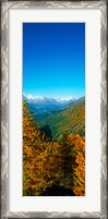 Framed Trees in autumn at Simplon Pass, Valais Canton, Switzerland (vertical)