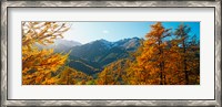 Framed Larch trees in autumn at Simplon Pass, Valais Canton, Switzerland
