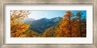Framed Larch trees in autumn at Simplon Pass, Valais Canton, Switzerland