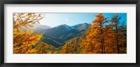 Framed Larch trees in autumn at Simplon Pass, Valais Canton, Switzerland