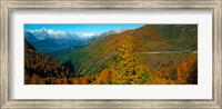 Framed Trees with road in autumn at Simplon Pass, Valais Canton, Switzerland
