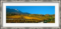 Framed Vineyards in autumn, Valais Canton, Switzerland
