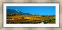 Framed Vineyards in autumn, Valais Canton, Switzerland
