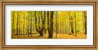 Framed Forest in autumn, Letchworth State Park, New York State, USA