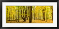 Framed Forest in autumn, Letchworth State Park, New York State, USA