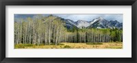 Framed Aspen trees with mountains in the background, Bow Valley Parkway, Banff National Park, Alberta, Canada