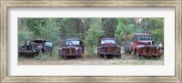 Framed Old rusty cars and trucks on Route 319, Crawfordville, Wakulla County, Florida, USA