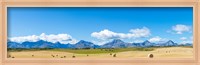 Framed Hay bales in a field with Canadian Rockies in the background, Alberta, Canada