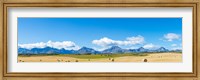 Framed Hay bales in a field with Canadian Rockies in the background, Alberta, Canada