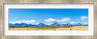 Framed Hay bales in a field with Canadian Rockies in the background, Alberta, Canada