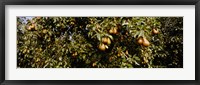 Framed Close Up of Pear trees in an orchard, Hood River, Oregon
