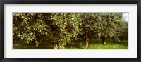 Framed Pear trees in an orchard, Hood River, Oregon