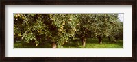 Framed Pear trees in an orchard, Hood River, Oregon