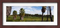 Framed Grove of Mexican fan palm trees near Las Palmas Beach, Todos Santos, Baja California Sur, Mexico