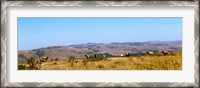 Framed Herd of Roosevelt elk (Cervus canadensis roosevelti) at Point Reyes National Seashore, Marin County, California, USA