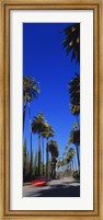 Framed Palm trees along a road, Beverly Hills, Los Angeles County, California, USA