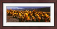 Framed Cholla cactus at sunset, Joshua Tree National Park, California