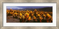 Framed Cholla cactus at sunset, Joshua Tree National Park, California
