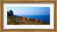 Framed Celtic horses grazing at a coast, Finistere, Brittany, France