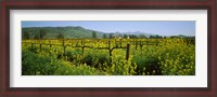 Framed Wild mustard in a vineyard, Napa Valley, California