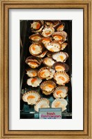 Framed Tasmanian oysters for sell in the Central Market, Adelaide, South Australia, Australia