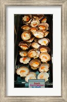 Framed Tasmanian oysters for sell in the Central Market, Adelaide, South Australia, Australia