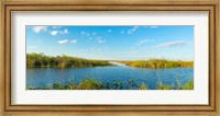 Framed Reed at riverside, Big Cypress Swamp National Preserve, Florida, USA