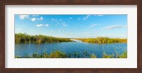 Framed Reed at riverside, Big Cypress Swamp National Preserve, Florida, USA