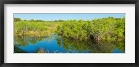 Framed Reflection of trees in a lake, Everglades National Park, Florida