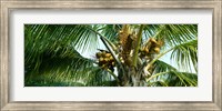 Framed Coconuts on a palm tree, Varadero, Matanzas Province, Cuba