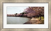 Framed Cherry Blossom trees at Tidal Basin, Washington DC, USA