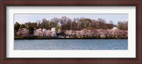Framed Cherry Blossom trees near Martin Luther King Jr. National Memorial, Washington DC