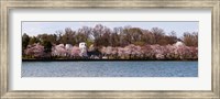 Framed Cherry Blossom trees near Martin Luther King Jr. National Memorial, Washington DC