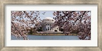 Framed Cherry Blossom trees in the Tidal Basin with the Jefferson Memorial in the background, Washington DC