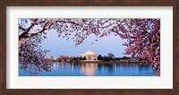 Framed Cherry Blossom tree with a memorial in the background, Jefferson Memorial, Washington DC, USA