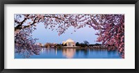 Framed Cherry Blossom tree with a memorial in the background, Jefferson Memorial, Washington DC, USA