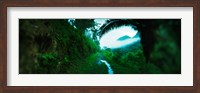 Framed Trail through a rainforest, Cayo District, Belize