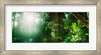 Framed Sunbeams shining through trees in a forest, Parque Lage, Jardim Botanico, Corcovado, Rio de Janeiro, Brazil