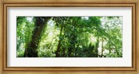 Framed Subtropical forest of Parque Lage, Jardim Botanico, Corcovado, Rio de Janeiro, Brazil