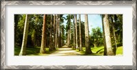 Framed Trees both sides of a garden path, Jardim Botanico, Zona Sul, Rio de Janeiro, Brazil