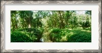 Framed Trees in a botanical garden, Jardim Botanico, Zona Sul, Rio de Janeiro, Brazil